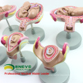 ANATOMY12(12450) Classic Pregnancy 8-Model Series Set, Anatomy Female Pregnancy Models 12450